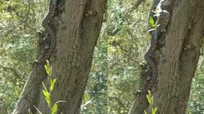Bursa’nın İznik ilçesinde zeytin ağacının üstünde görülen 2,5 metre uzunluğundaki