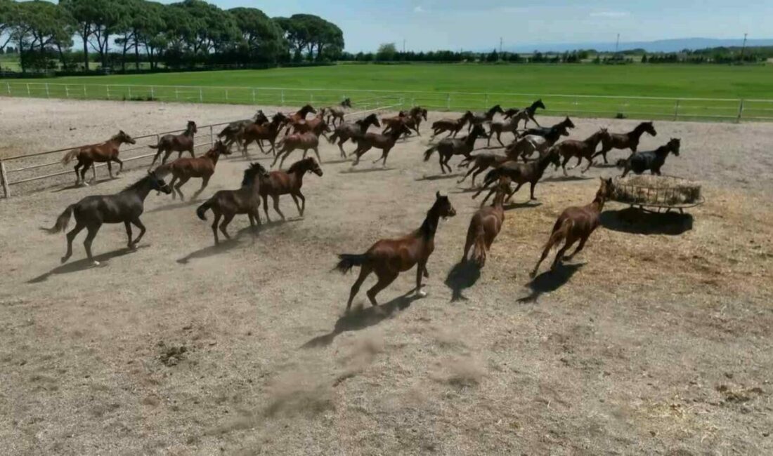 Tarım İşletmeleri Genel Müdürlüğü (TİGEM) Karacabay Tarım İşletmesinde yetiştirilen yarış atları drone