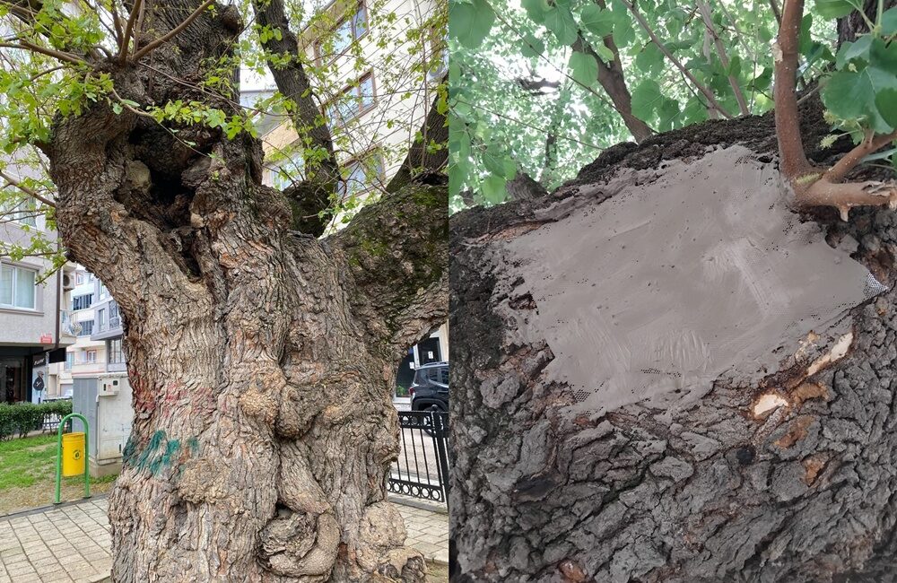 Osmangazi Belediyesi, mantarların tahribine uğradığı için gövdesinde oyuklar oluşan asırlık