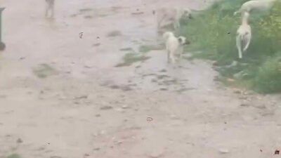 Bursa’nın İnegöl ilçesinde başıboş köpek sürüsü çocuğa saldırdı. Koşarak köpeklerden
