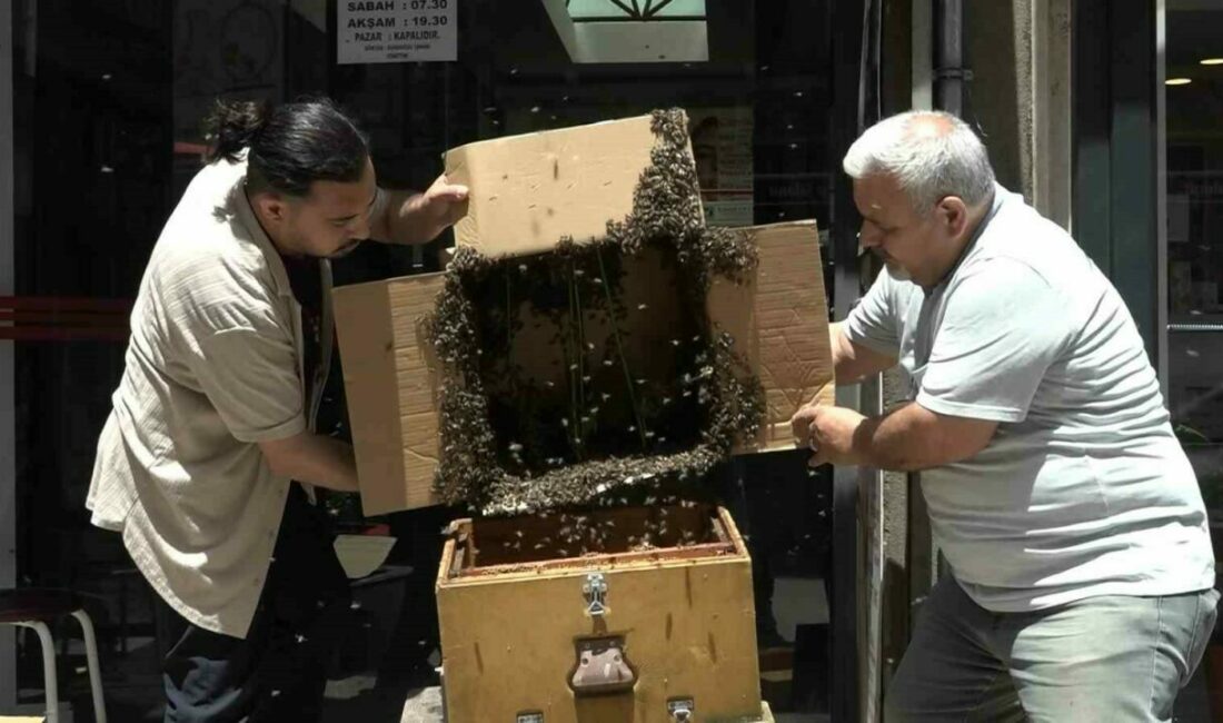Binlerce arı iş merkezini bastı Bursa’da iş merkezini basan arılar, korku dolu anlar yaşattı. Arılarla