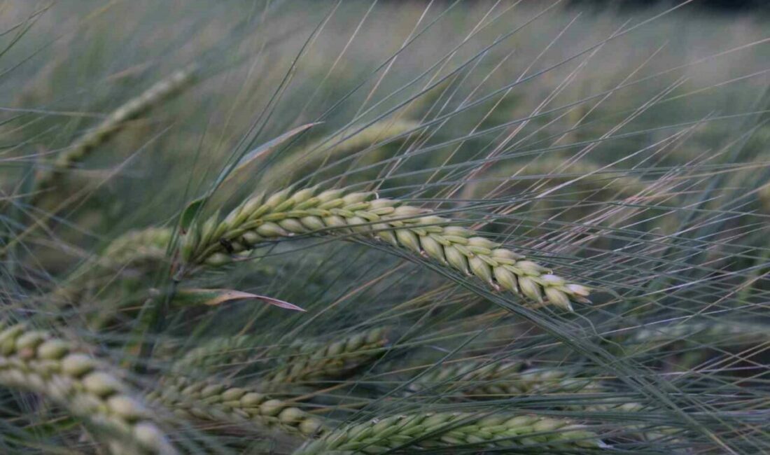 Buğday rekoltesine ilişkin ilk tahmin Hububat Kongresi’nde yapıldı Nisan ayının son haftasında Mardin’de düzenlenen Ulusal Hububat Konseyi (UHK)