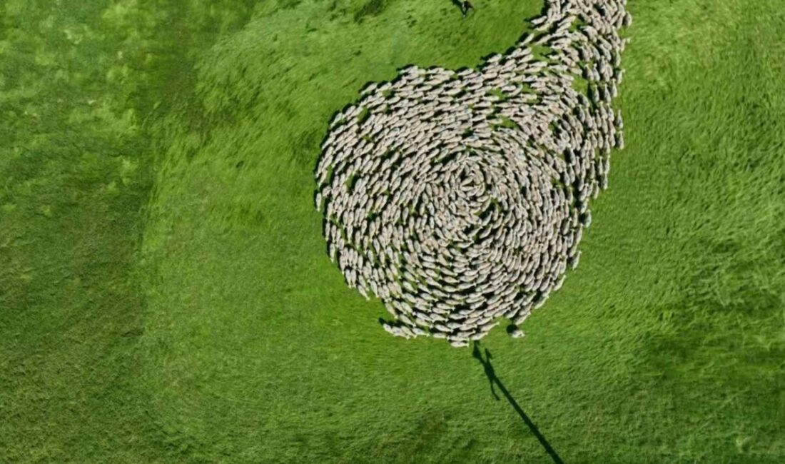 Türkiye’nin köklü tarım işletmelerinden TİGEM Karacabey Tarım İşletmesi, bu kez