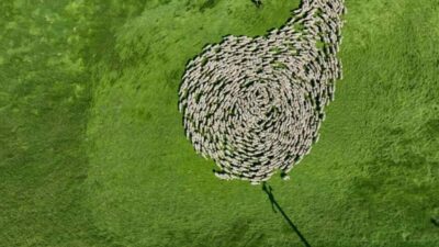 Türkiye’nin köklü tarım işletmelerinden TİGEM Karacabey Tarım İşletmesi, bu kez