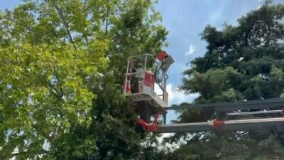 Bursa’da ağaçta mahsur kalan kediler itfaiyenin çalışmalarıyla güvenle yere indirildi.