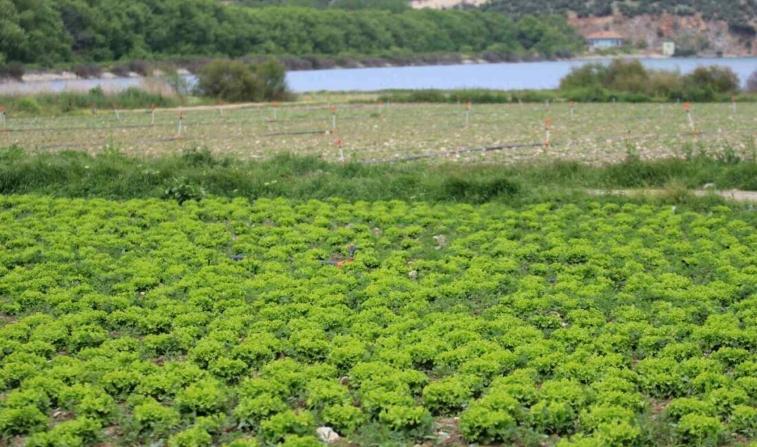 Bursa’da göl havzasındaki “yasa dışı” tarıma ilişkin DSİ’den açıklama DSİ 1. Bölge Müdürlüğü, Gölbaşı Baraj Gölü havzasında yasa dışı tarımsal