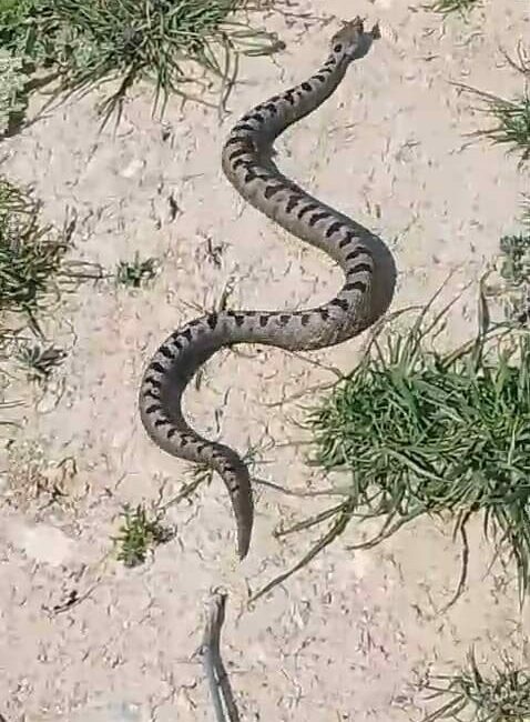 Bursa’nın İnegöl ilçesinde bir apartmanın bahçesinde zehirli Kafkas burunlu engerek