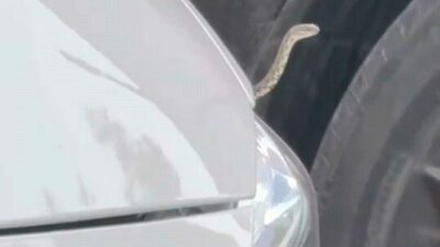 Bursa’nın İnegöl ilçesindeki bazı mahallelerde art arda görülen yılanlar vatandaşları