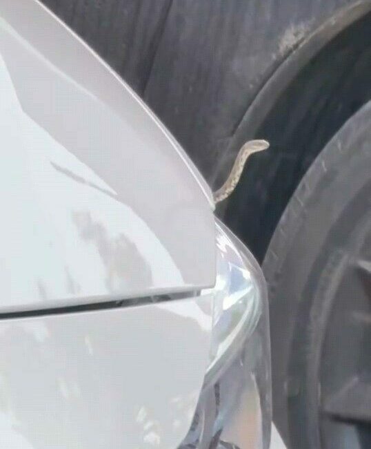 Bursa’nın İnegöl ilçesindeki bazı mahallelerde art arda görülen yılanlar vatandaşları