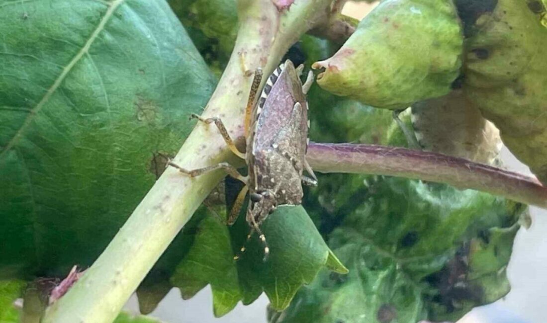 Longoz Ormanları ile bilinen Bursa’nın Karacabey ilçesindeki Boğazköy, Bayramdere ve