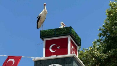 Bursa’nın İznik ilçesinde yürek ısıtan bir doğa olayı yaşandı. Geçtiğimiz