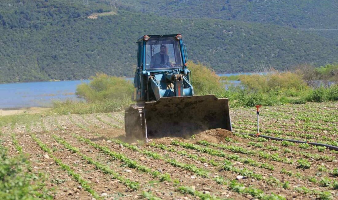 Devlet çiftçiye ‘ekin’ diyor, DSİ ekili alanları düzlüyor Devlet bir yandan kanuni düzenleme ile ekilmeyen tarım arazilerine ekim