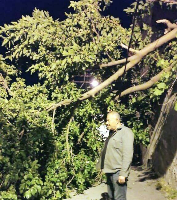 Mudanya Hasanbey Mahallesi Ahmet Rüştü Anadolu Lisesi, karşısındaki dut ağacı