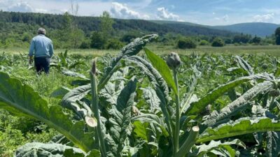 Bursa’da kendisine has lezzeti ve kılçıksız olması sebebiyle coğrafi işaret