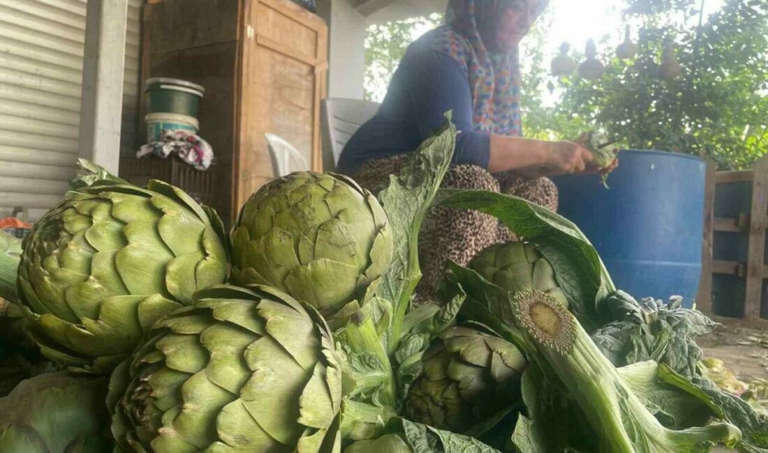 Bursa’nın coğrafi işaret tescilli kaliteli enginarının yetiştiği Hasanağa Mahallesi’nde hasat