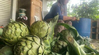 Bursa’nın coğrafi işaret tescilli kaliteli enginarının yetiştiği Hasanağa Mahallesi’nde hasat