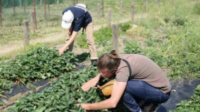 Nilüfer Belediyesi, Fransa’nın Marsilya kentinden gelen “La Cité de l’agriculture”