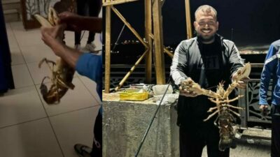 Gemlik Körfezi’nde akşam saatlerinde şimdiye kadar yakalanan en büyük ıstakoz,