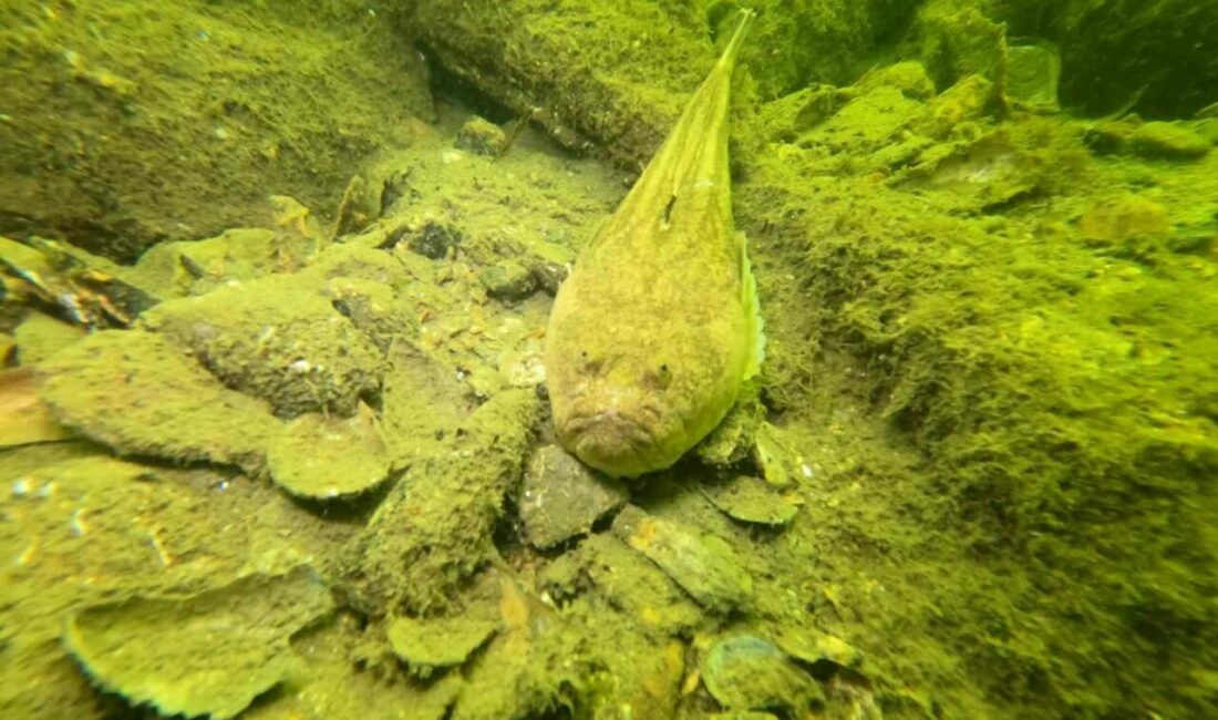 Dünya Çevre Günü çerçevesinde Bursa Büyükşehir Belediyesi, Gemlik körfezinin deniz