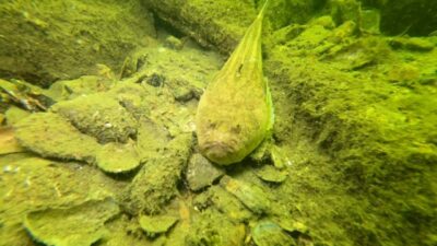 Dünya Çevre Günü çerçevesinde Bursa Büyükşehir Belediyesi, Gemlik körfezinin deniz