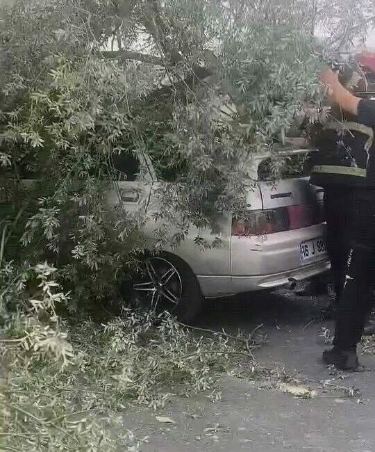 Bursa’nın İnegöl ilçesinde lodosun etkisiyle kökünden sökülen ağaç, park halindeki