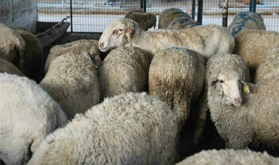 Nilüfer Belediyesi, Kurban Bayramı için hazırlıkları tamamladı. Vatandaşların sağlıklı ve