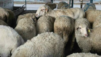 Nilüfer Belediyesi, Kurban Bayramı için hazırlıkları tamamladı. Vatandaşların sağlıklı ve