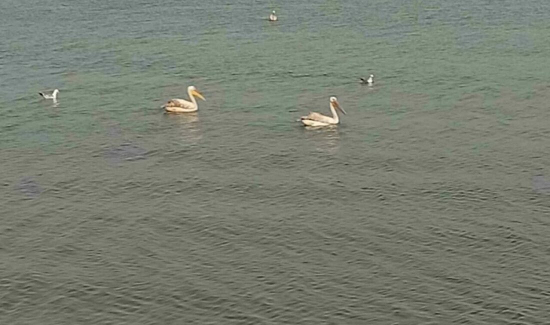 Bursa’da İznik gölü sahillerinde pelikan ve leylekler görsel şölen oluşturdu.