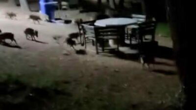 Bursa’nın Nilüfer ilçesinde bulunan Atatürk Kent Ormanı’nda akşam saatlerinde görülen