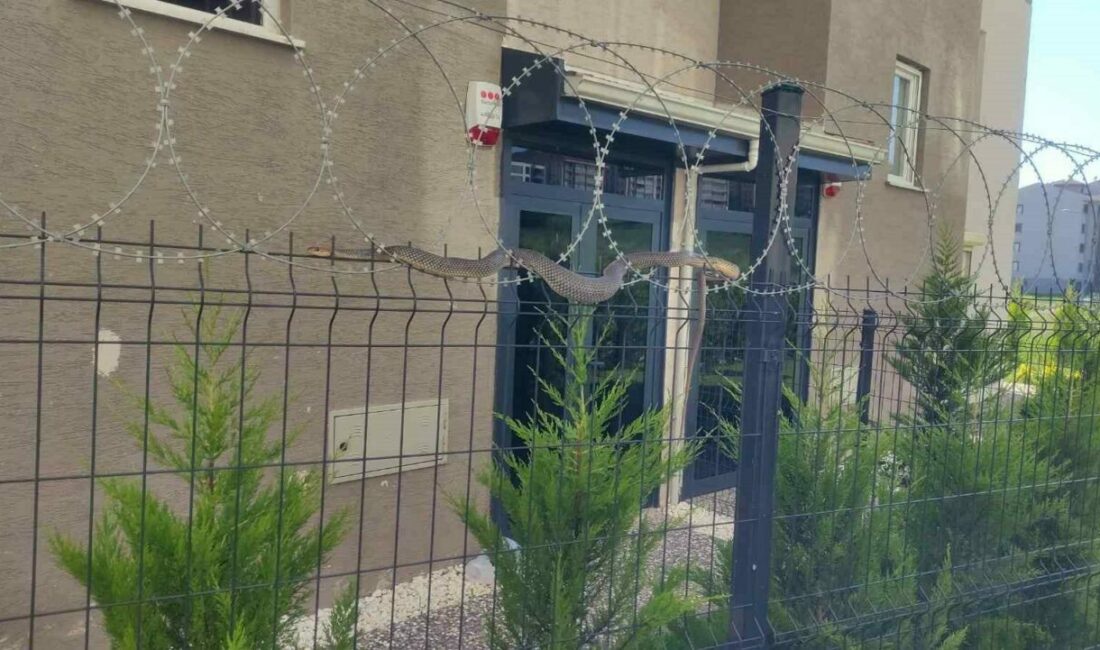Tellere dolanan 1,5 metre boyundaki yılan korkuttu Bursa’da 1,5 metrelik yılanı bir sitenin tellerine sarılı olarak görenler