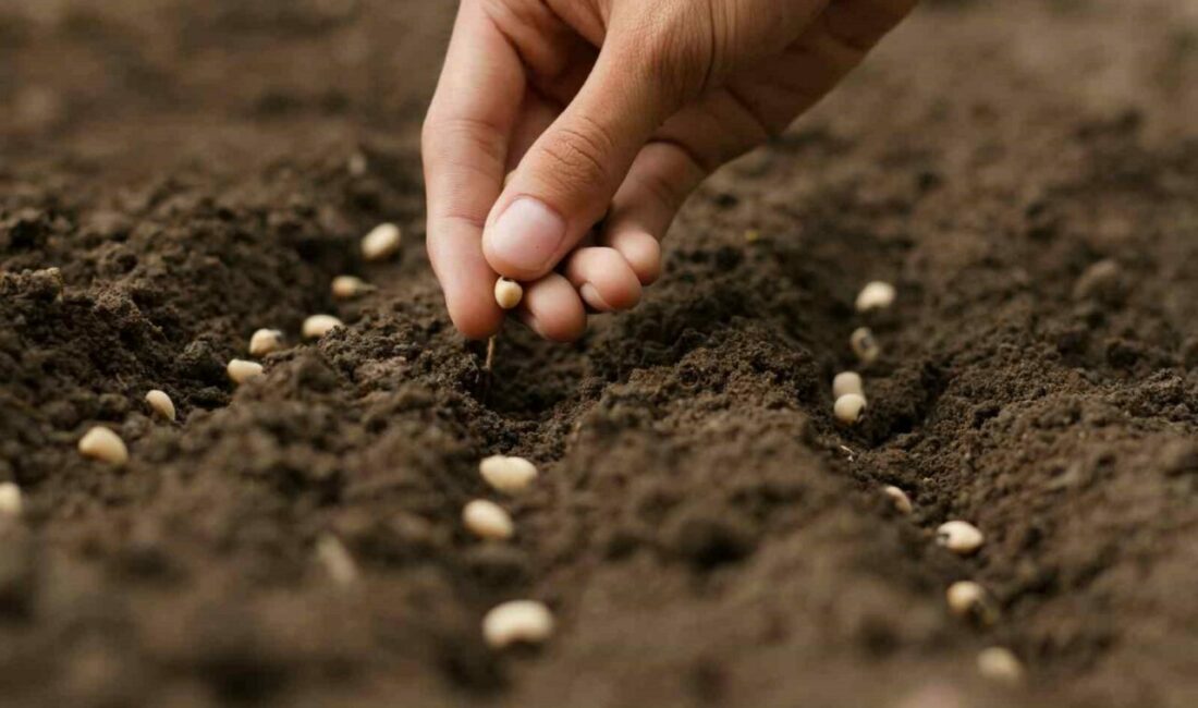 Türkiye’nin tohum ve fide üretimi arttı meyve fidanı üretimi ise 10,7 milyon azaldı Türkiye Tohumcular Birliği (TÜRKTOB), geçen yıl sonu itibarıyla tohumluk üretiminin