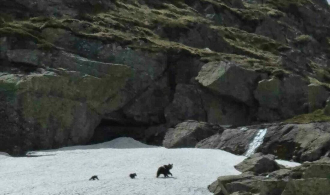 Havalar geç ısınınca Bursa’da Uludağ’ın karlı zirvesinde kış uykusundan yeni