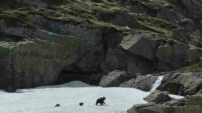 Havalar geç ısınınca Bursa’da Uludağ’ın karlı zirvesinde kış uykusundan yeni