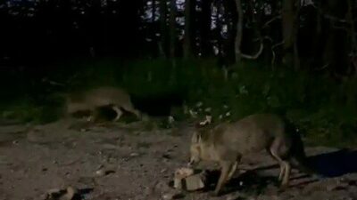 Bursa’da bir vatandaş, Uludağ’dan inerken yol üzerinde olan tilkileri görünce