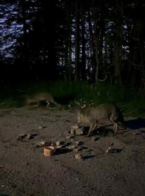 Bursa’da bir vatandaş, Uludağ’dan inerken yol üzerinde olan tilkileri görünce
