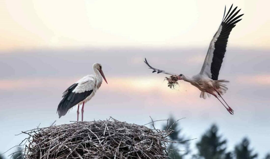 Bursa Büyükşehir Belediyesi tarafından Nilüfer, Mustafakemalpaşa ve Karacabey belediyelerinin katılımıyla