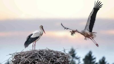 Bursa Büyükşehir Belediyesi tarafından Nilüfer, Mustafakemalpaşa ve Karacabey belediyelerinin katılımıyla