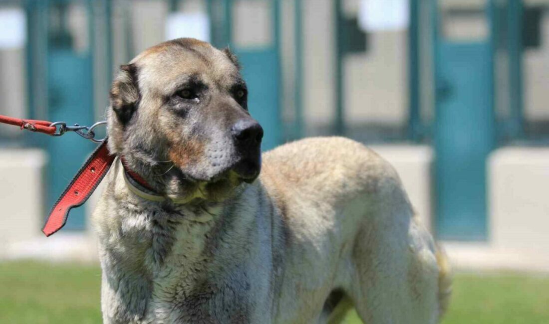 Tarım İşletmeleri Genel Müdürlüğü (TİGEM) Karacabay Tarım İşletmesinde üretilen dünyaca ünlü
