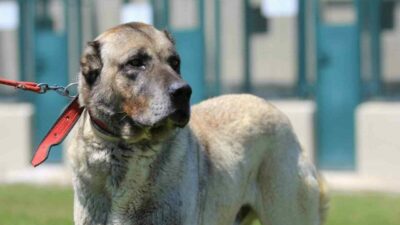 Tarım İşletmeleri Genel Müdürlüğü (TİGEM) Karacabay Tarım İşletmesinde üretilen dünyaca ünlü