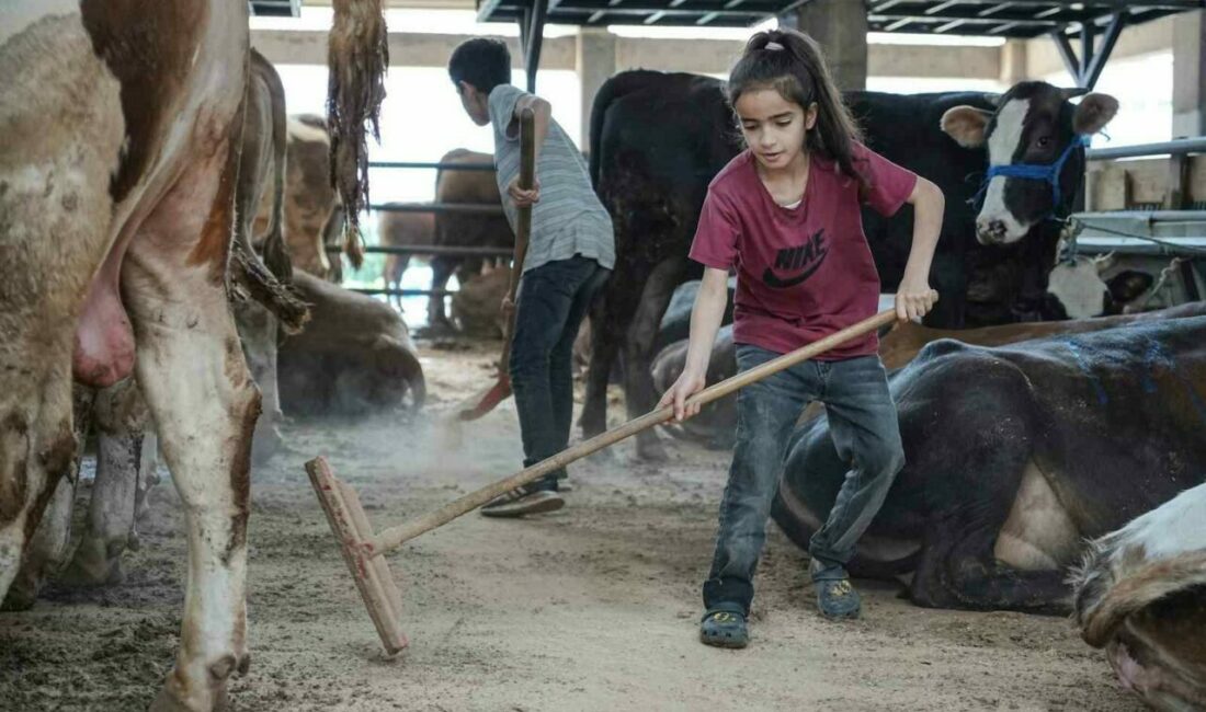 Kurban Bayramı’na sayılı günler kala hayvan pazarları hareketlendi. Muş’tan Bursa