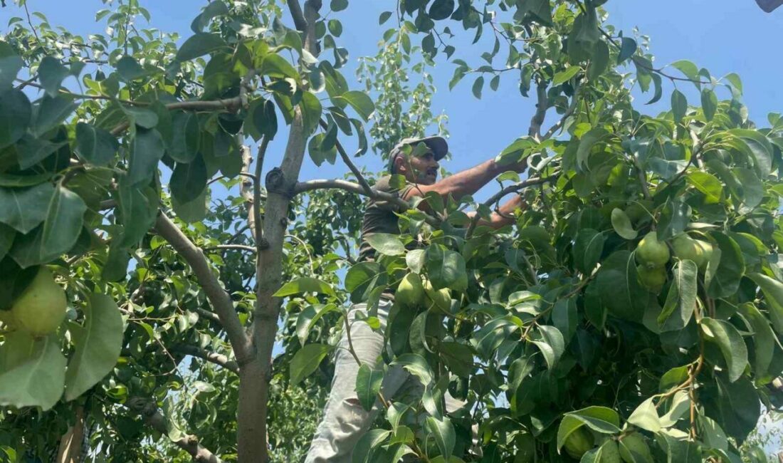 Armut dalda kilosu 40 lira Armut üretiminde önde gelen Bursa’nın Gürsu ilçesinde santa maria cinsi