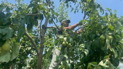 Armut üretiminde önde gelen Bursa’nın Gürsu ilçesinde santa maria cinsi