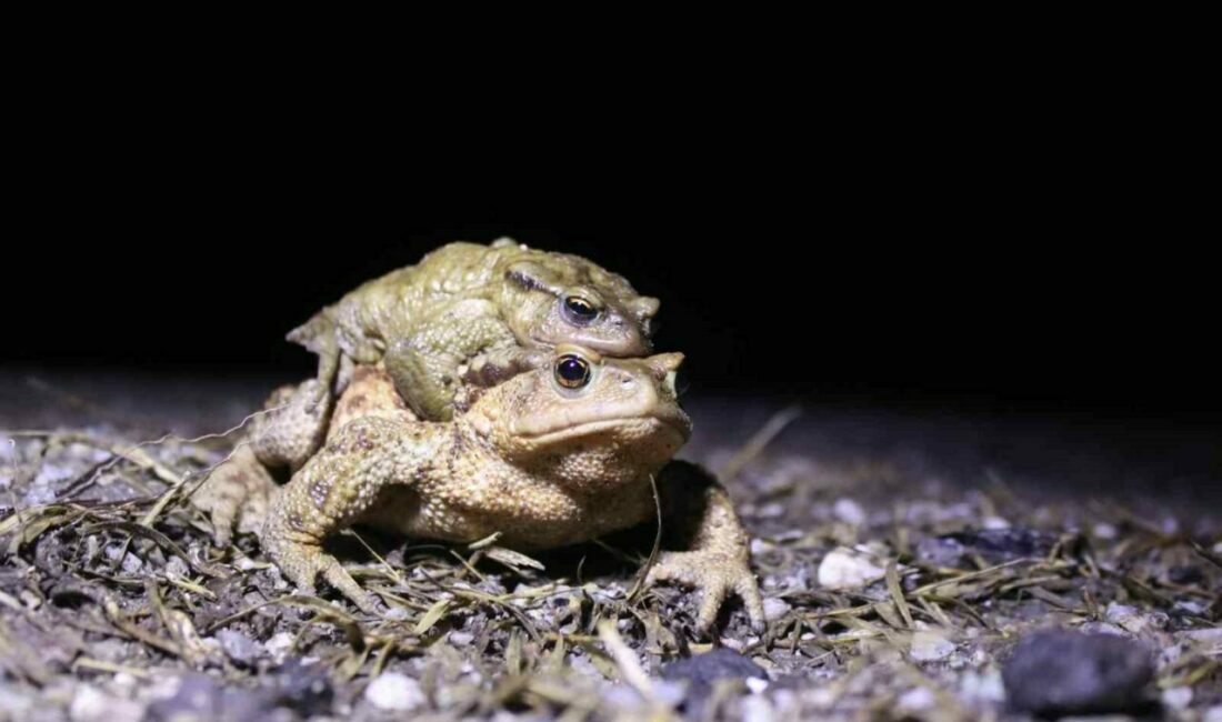 Kurbağanın bütün olarak kilogram başına ihracatı 15 dolar iken, bacağının