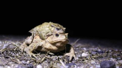 Kurbağanın bütün olarak kilogram başına ihracatı 15 dolar iken, bacağının