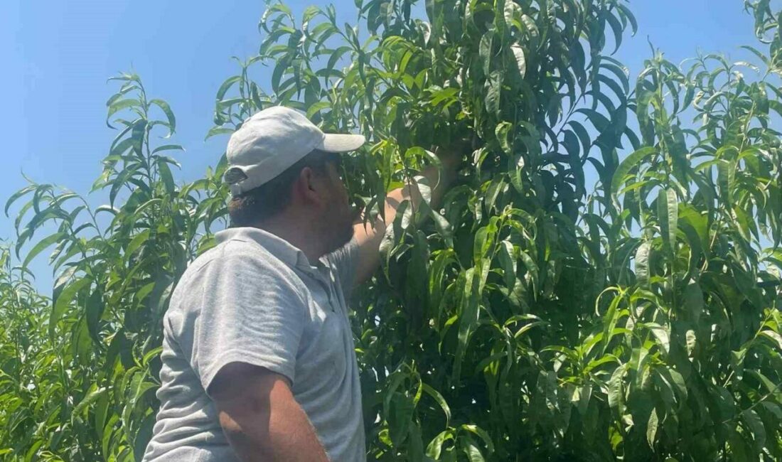 Geçen yıl dalında 18-20 liraya satılan Bursa şeftalisini bu yaz