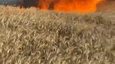 Bursa’nın İnegöl ilçesinde çıkan yangında yaklaşık 50 dönümlük buğday tarlası