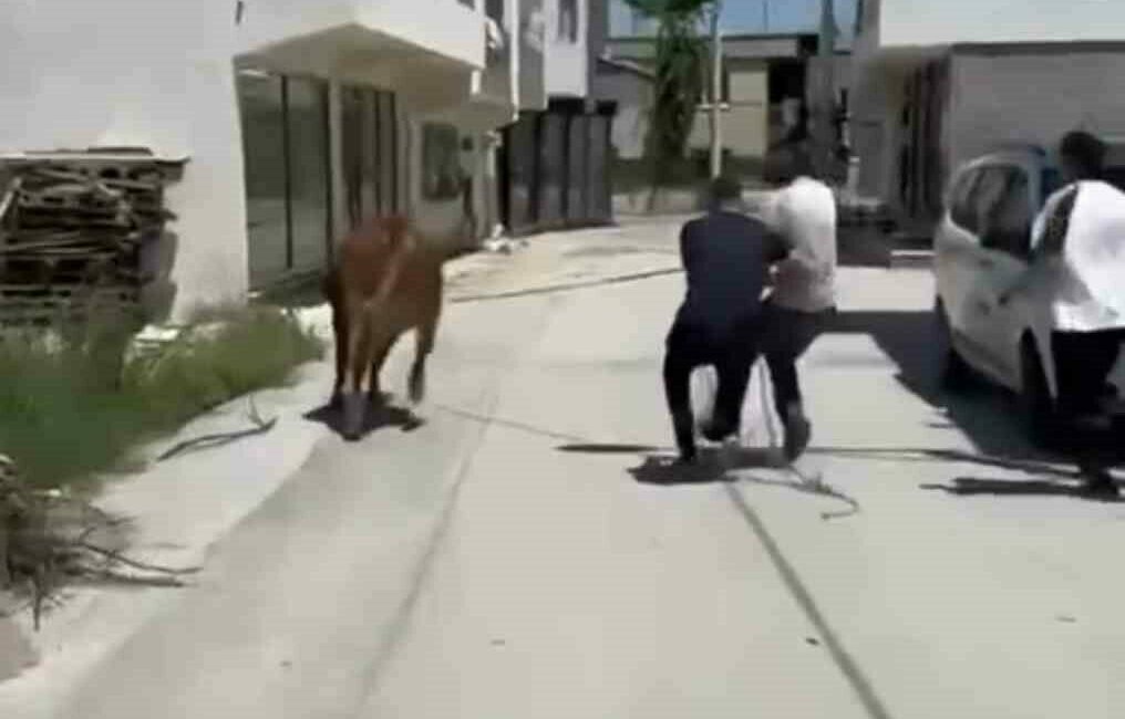 Bursa kent merkezinde kurbanlıklarını alan vatandaşlar, bayram öncesi hareketliliğin en