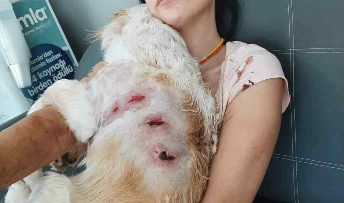 Bursa’da kangal dehşeti…O anlar kamerada Bursa’nın Nilüfer ilçesinde genç bir kadın ve gezdirmeye çıkardığı köpeği;