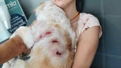 Bursa’nın Nilüfer ilçesinde genç bir kadın ve gezdirmeye çıkardığı köpeği;