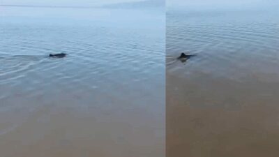 Bursa’nın Mudanya ilçesine bağlı Kumsaz sahilinde karaya vuran yunus balığı,